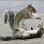 Squirrelsx_large