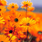 Garden_thumb