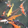 Carps_large