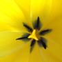 Tulip_web_large