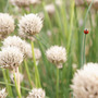 Ladybird_large