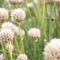 Ladybird_thumb