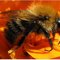 Bumblebee_thumb