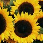 Sunflower_large