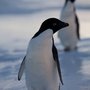 Pingujen3_large