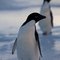 Pingujen3_thumb