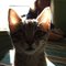 Kitty_006_thumb