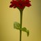 Balcon25_thumb