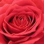 Rose_large