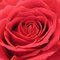 Rose_thumb