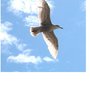 Seagullinflight_large