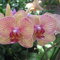 Img_0224_thumb