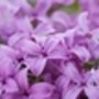 Edible_and_fragrant_lilacs_care2_90x54_large