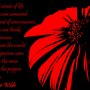 Scarlet_flower_large