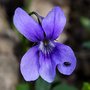 Wisconsin-state-flower-wood-violet-698x698_large