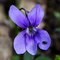 Wisconsin-state-flower-wood-violet-698x698_thumb