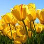 Tulips_large