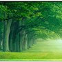 Trees_large