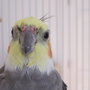 Dewey1_large