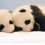 Infant-baby-giant-panda-11_large