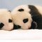 Infant-baby-giant-panda-11_thumb