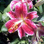 Faye_s_stargazer_lily_large