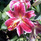 Faye_s_stargazer_lily_thumb