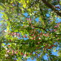 Billede0495_large
