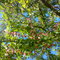 Billede0495_thumb