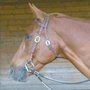 Whirlyheadshot_312_x_291__large