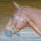 Whirlyheadshot_312_x_291__thumb