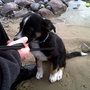 Blackberry_012_large