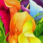 1lily_large
