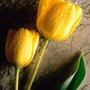 Img_2005_large