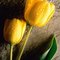 Img_2005_thumb