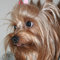 Palomis-123_thumb