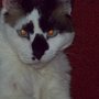 100_0153_large