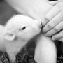 Cutest_pig_ever_large