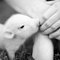Cutest_pig_ever_thumb
