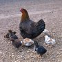 Chooks_large
