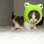 Cute-animals-11-300x261_large