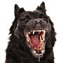 Wolf_large