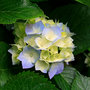 Hydrangeas_large