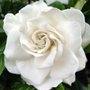 Gardenia-mystery-1s_large
