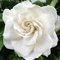 Gardenia-mystery-1s_thumb