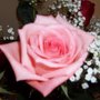 Vday_pink_rose_large