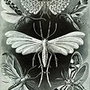 113px-haeckel_tineida_large