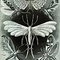 113px-haeckel_tineida_thumb