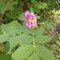Summer_fall_2012_033_thumb