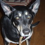 Bat_dog_large